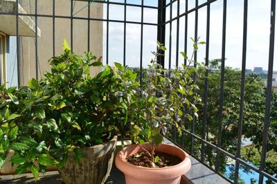 Balcony Image of 1337 Sq.ft 3 BHK Apartment / Flat for sale in JS Tulip, Yelahanka Bengaluru for Rs. 11000000