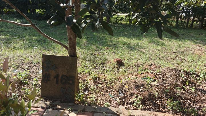 Earthen Bird Of Paradise Main Image 1