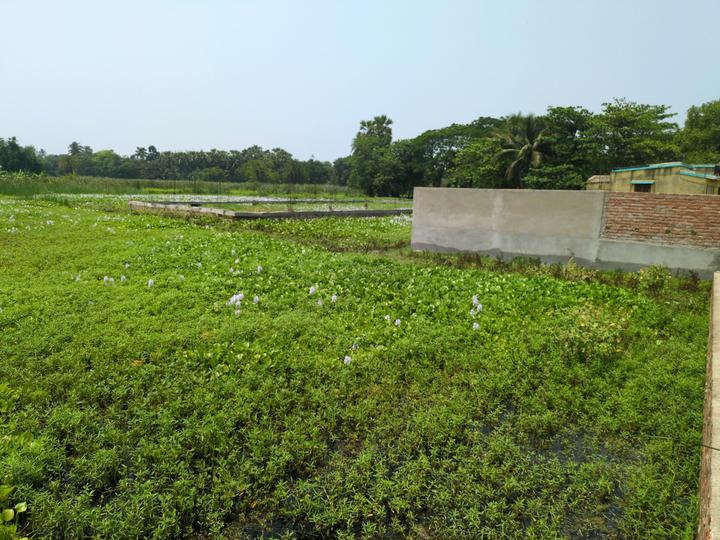Sonargaon 2 Main Image 1