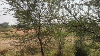 Image of 6660 Sq.ft Residential Plot / Land for sale in Jagatpura, Jaipur for Rs. 59200000