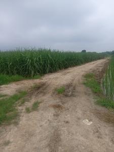 Image of 7163 Sq.ft Residential Plot / Land for sale in kairana, Shamli for Rs. 12000000