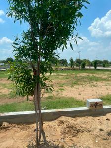 Image of 1515 Sq.ft Residential Plot / Land for sale in Narayan Vihar, Jaipur for Rs. 5951875