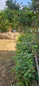 Balcony Image of 1100 Sq.ft 2 BHK Apartment / Flat for sale in Ashiana Rangoli, U.I.T. Bhiwadi for Rs. 10000000