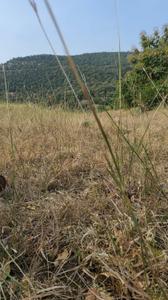 Image of 11000 Sq.ft Residential Plot / Land for sale in Khandale, Pune for Rs. 2101000