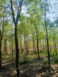 Image of 200 Sq.ft Residential Plot / Land for sale in Bhogapuram, Visakhapatnam for Rs. 1300000