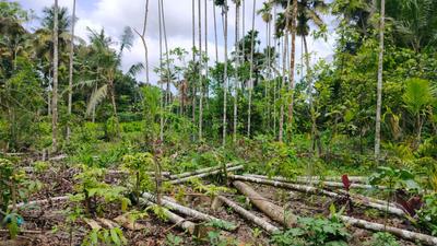 Kunnathery Thikavu Plot View 3