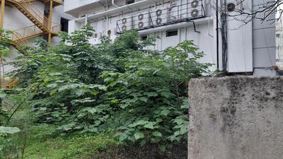 Image of 2640 Sq.ft Residential Plot / Land for sale in Armane Nagar, Bengaluru for Rs. 105000000