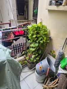 Balcony Image of 520 Sq.ft 1 BHK Apartment / Flat for sale in Sector 53 Noida for Rs. 1900000