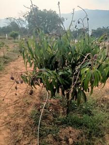 Image of 250 Sq.ft Residential Plot / Land for sale in Srungavarapu kota, Vizianagaram for Rs. 1500000