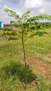 Image of 150 Sq.ft Residential Plot / Land for sale in Neemsboro Manavooru, Narayankhed, Sangareddy for Rs. 700000