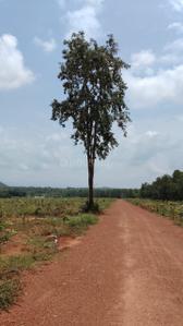 Image of 100 Sq.ft Residential Plot / Land for sale in Kothavalasa, Visakhapatnam for Rs. 650000