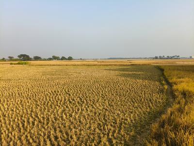 Image of 43560 Sq.ft Residential Plot / Land for sale in Pipili, Puri for Rs. 12500000