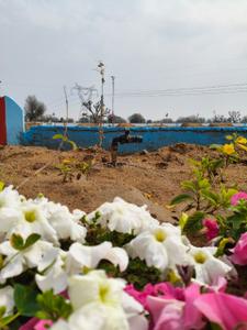 Image of 100 Sq.ft Residential Plot / Land for sale in Jharna, Jaipur for Rs. 1380000