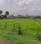 Barela Main Image 1