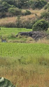 Image of 11000 Sq.ft Residential Plot / Land for sale in Bhor, Pune for Rs. 1850000