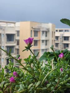 Image of 750 Sq.ft 1 BHK Apartment / Flat for sale in Gurukrupa Labham Residency, Ghatkopar East, Mumbai for Rs. 11500000