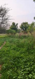 Image of 310 Sq.ft Residential Plot / Land for sale in Randheja, Gandhinagar for Rs. 30000000