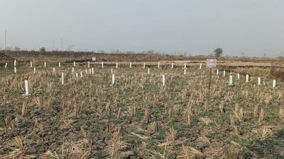 Nagaon Plot View 2
