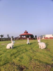 Image of 156 Sq.ft Residential Plot / Land for sale in Shankarpally, Hyderabad for Rs. 2325033