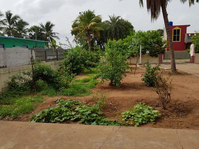 Junab Ganj Plot View 1