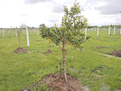 Image of 9600 Sq.ft Residential Plot / Land for sale in Sri Sai Garden, Walajabad, Chennai for Rs. 2100000