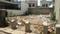 Maghora Main Image 1