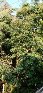 Image of 950 Sq.ft 2 BHK Independent House for sale in Oras Bk., Sindhudurg for Rs. 4000000