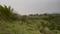 Morni Plot View 2