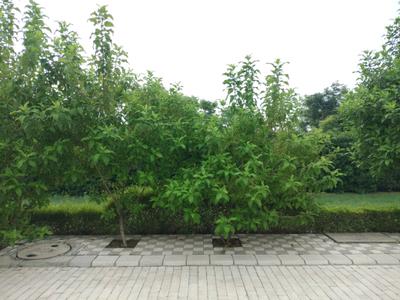 Image of 125 Sq.ft Residential Plot / Land for sale in Mansha Oaks, Sector 98, Faridabad for Rs. 13800000