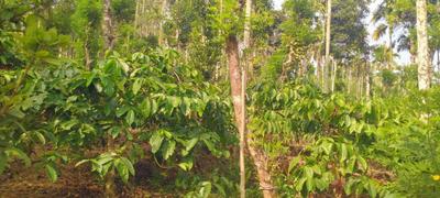 Image of 1214 Sq.ft Residential Plot / Land for sale in Sultan Bathery, Wayanad for Rs. 800000