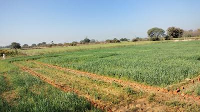 Image of 8000 Sq.ft Residential Plot / Land for sale in Ghatampur, Kanpur for Rs. 9500000