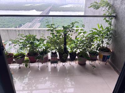 Balcony Image of 1250 Sq.ft 2 BHK Apartment / Flat for sale in Sunteck Signia Waterfront, Airoli Navi Mumbai for Rs. 26000000
