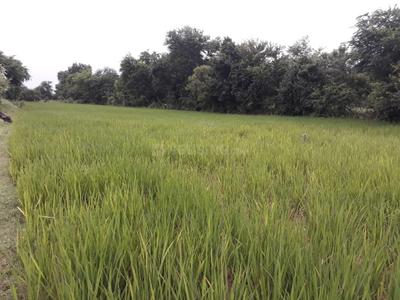 Image of 60000 Sq.ft Residential Plot / Land for sale in Sevasi, Vadodara for Rs. 60000000