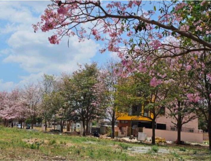 Reliaable Magnoliaa Main Image 1