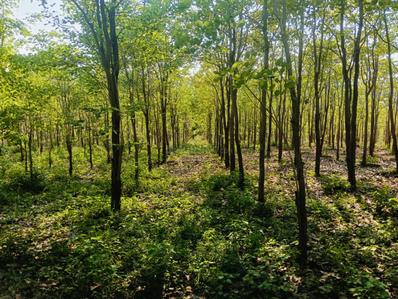 Image of 200 Sq.ft Residential Plot / Land for sale in Bhogapuram, Visakhapatnam for Rs. 1300000