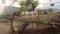 ROYAL RAJPUTANA CO Plot View 2