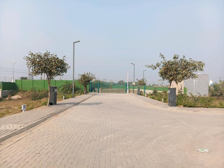 Adani Oyster Greens Main Image 1