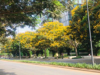 Image of 1139 Sq.ft 2 BHK Apartment / Flat for sale in Nikoo Homes V, Kannuru, Bengaluru for Rs. 14900007