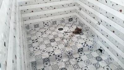 Bathroom Image of 800 Sq.ft 2 BHK Apartment / Flat for sale in Rishra Hooghly for Rs. 2100000