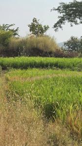 Image of 11000 Sq.ft Residential Plot / Land for sale in Bhor, Pune for Rs. 1710000