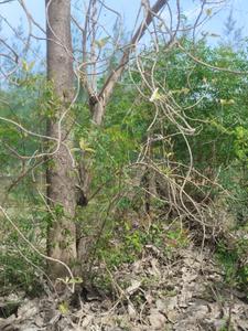 Image of 1200 Sq.ft Residential Plot / Land for sale in Kollar, Viluppuram for Rs. 1100000
