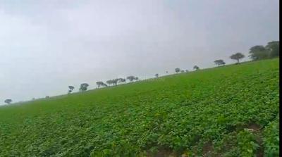 Sanwer Plot View 2