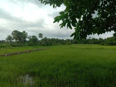 A P Nagar Plot View 1