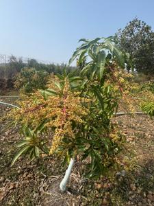 Image of 21000 Sq.ft 2 BHK Farm House for sale in Awas Nagar, Dewas for Rs. 8001000