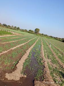 Image of 17000 Sq.ft Residential Plot / Land for sale in Devguradia, Indore for Rs. 6800000