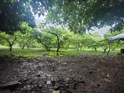 Image of 71041 Sq.ft Residential Plot / Land for sale in Kodiyat, Udaipur for Rs. 190000000