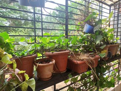 Balcony Image of 1100 Sq.ft 2 BHK Apartment / Flat for sale in Vidya Nagar Hubli for Rs. 8200000