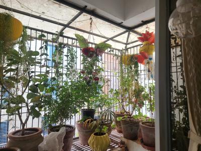 Balcony Image of 1000 Sq.ft 2 BHK Apartment / Flat for rent in Sunpharma Road Vadodara for Rs. 26000