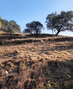 Image of 1080 Sq.ft Residential Plot / Land for sale in Mukteshwar, Nainital for Rs. 2799904