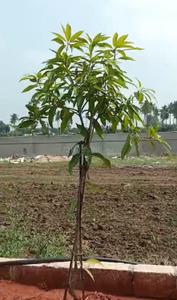 Image of 175 Sq.ft Residential Plot / Land for sale in Peddapur, Sangareddy for Rs. 2100000